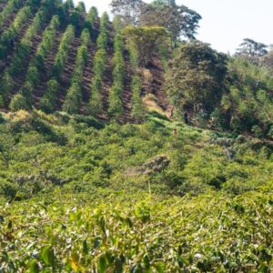 タンザニア アカシアヒルズ SL28 シティ