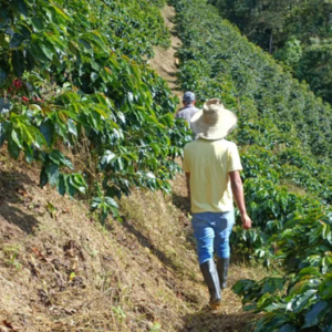 コロンビア カウカ マンダリーナ クレモッサ
