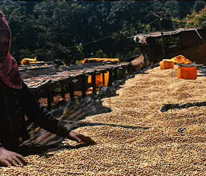 モカ　イルガチェフェ　ゴティティ村　Washed